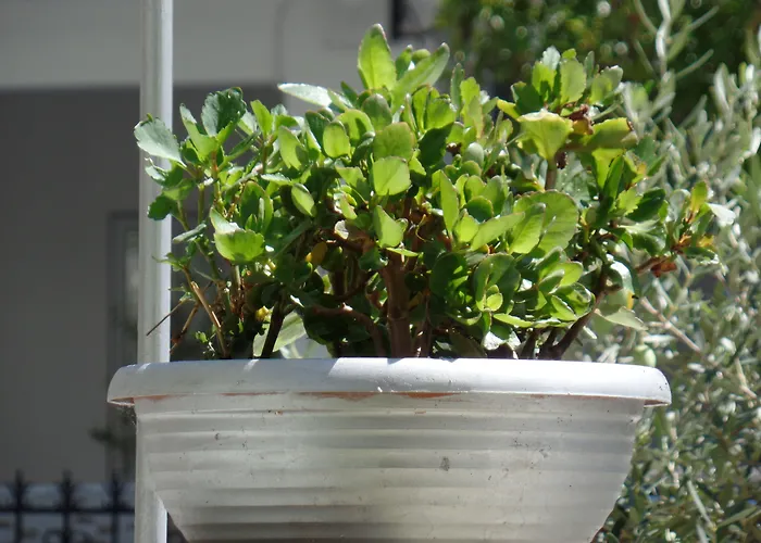 Hotel Ouzas Luxury 3*